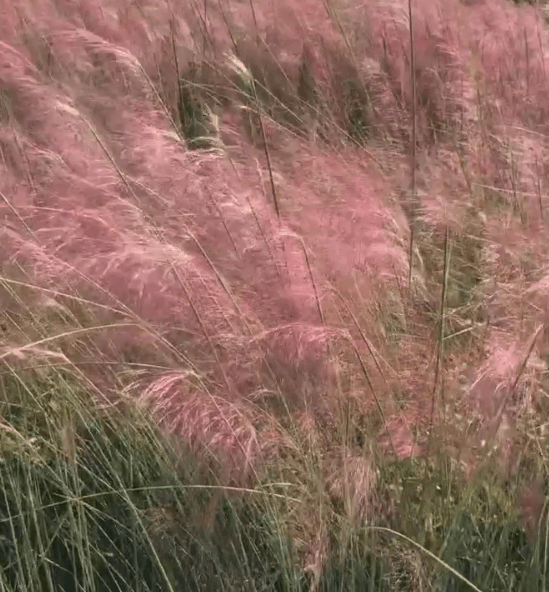 Pink Gulf Muhly Grass