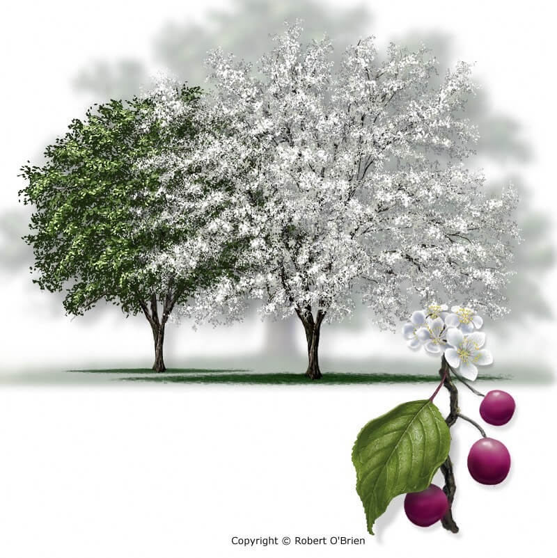 Mexican Plum (Prunus mexicana)