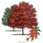 Red Oak