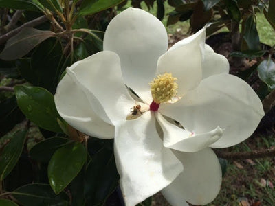 Southern Magnolia (Magnolia grandiflora)