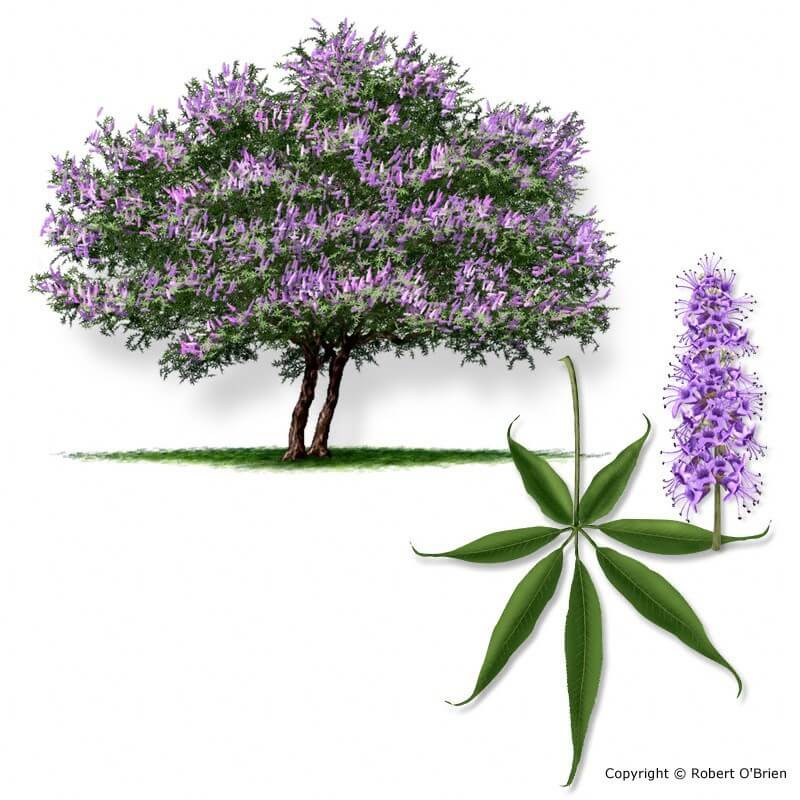 Vitex (Vitex agnus-castus)